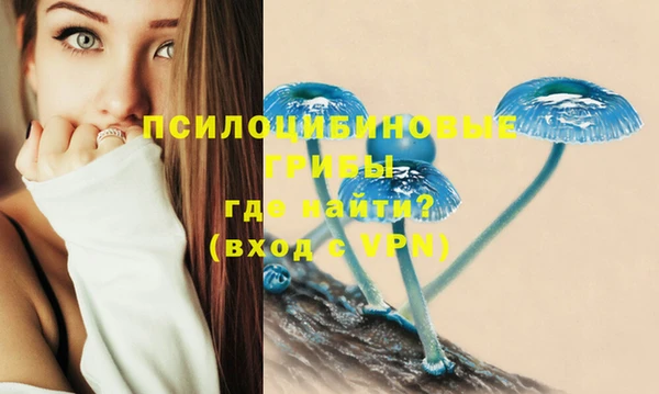 сатива Покачи